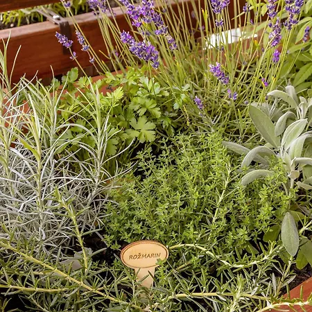 Prázdninový dům Herbal Terrace Apartment Marjetka *