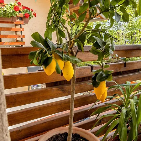 Herbal Terrace Apartment Marjetka Počitniška hiša Sentjur